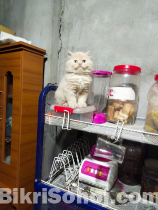 persian male and female cat